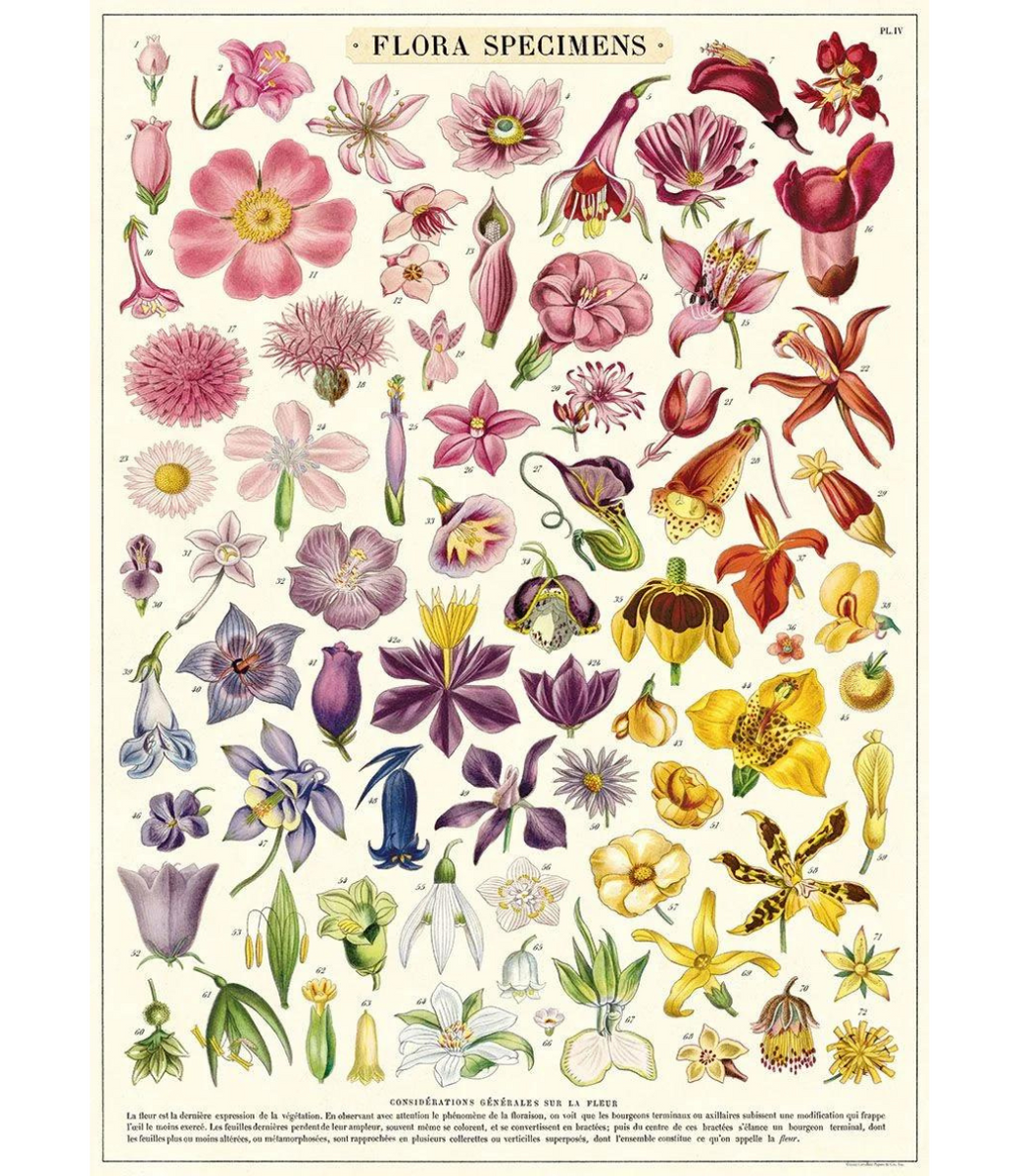 Flora Specimens Wrap Paper – Art&Science