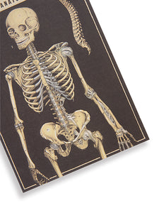 Cavallini The Skull Greeting Card