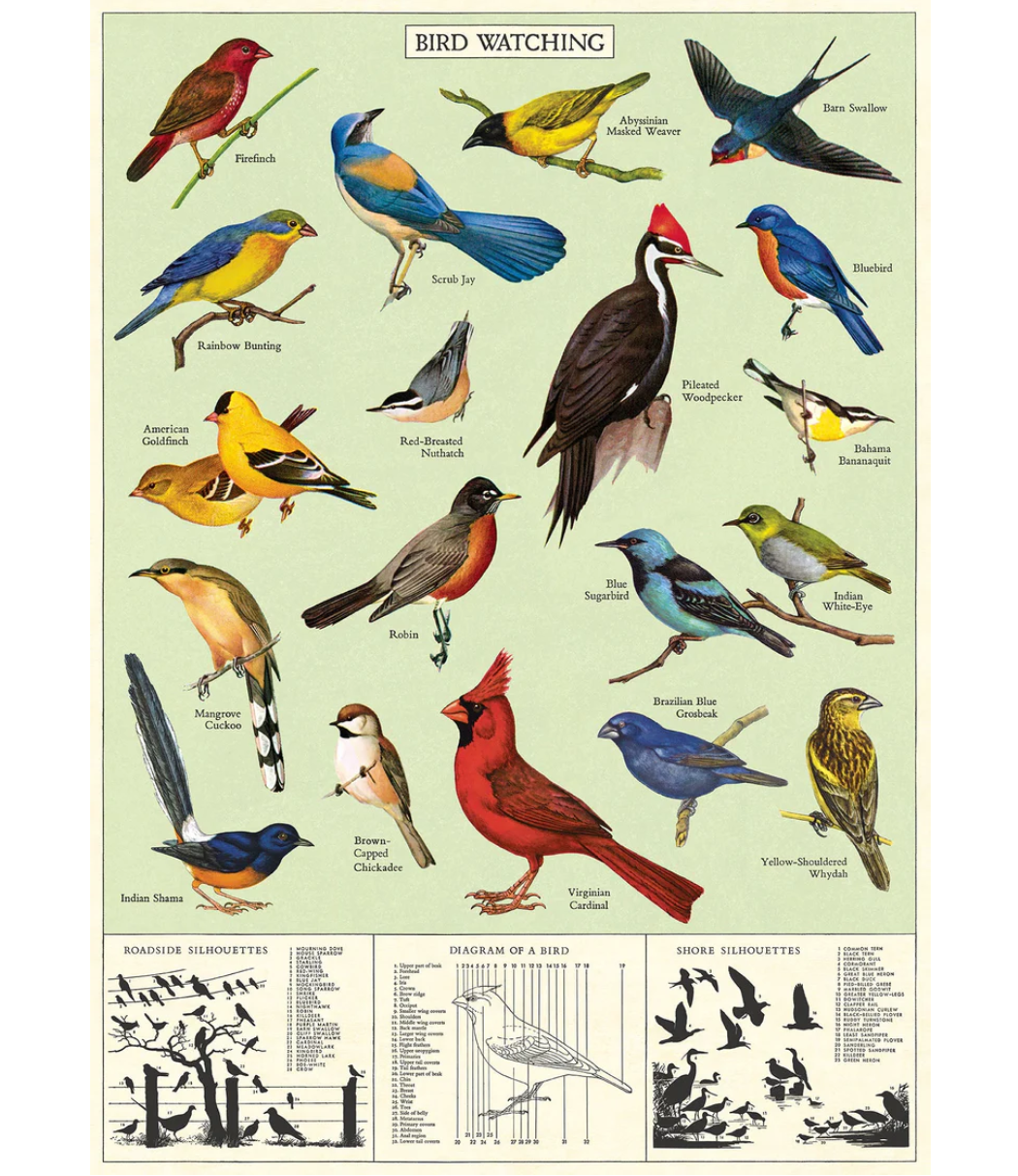 Cavallini STUDY OF BIRDS WARP PAPER