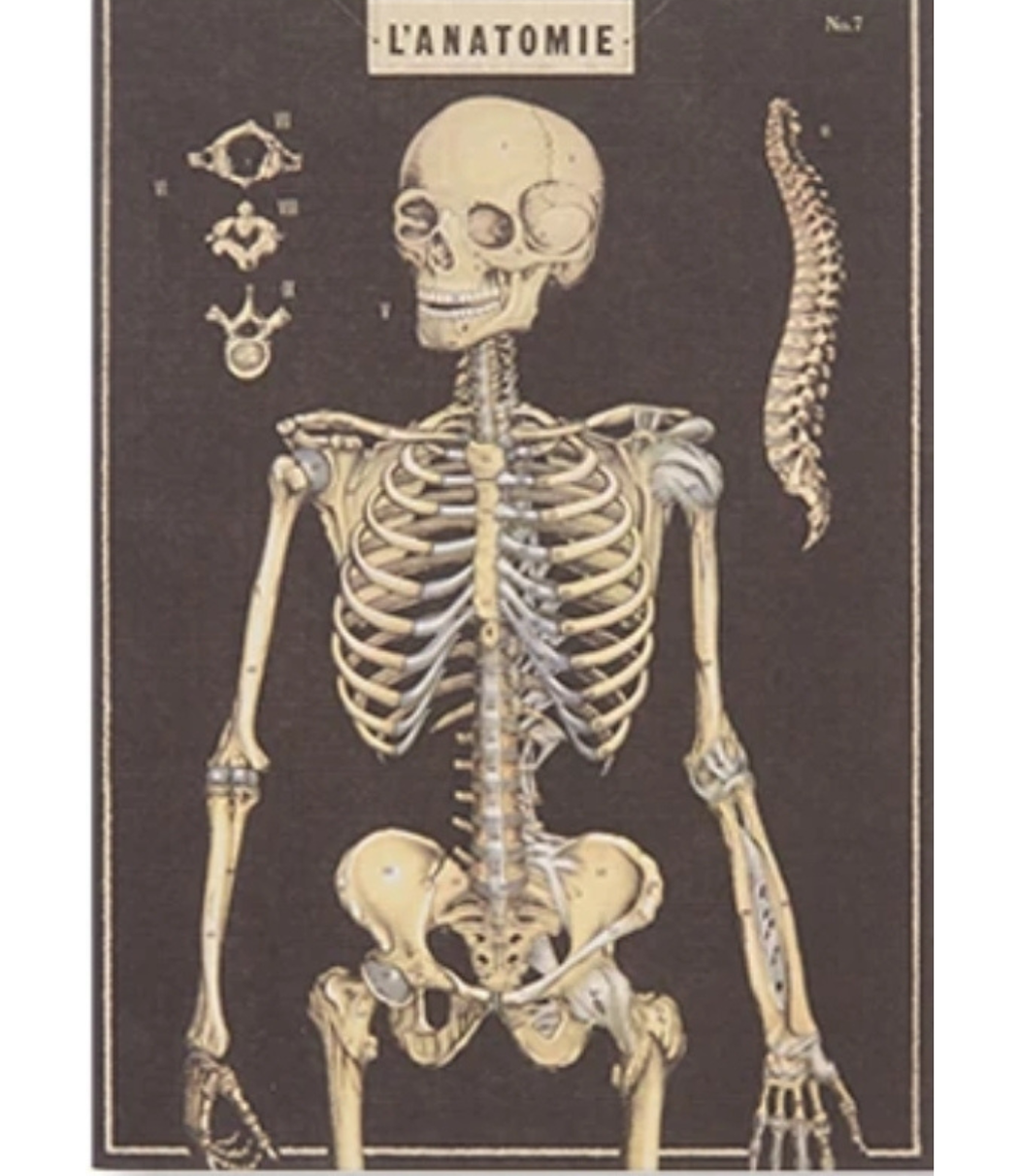 Cavallini The Skull Greeting Card